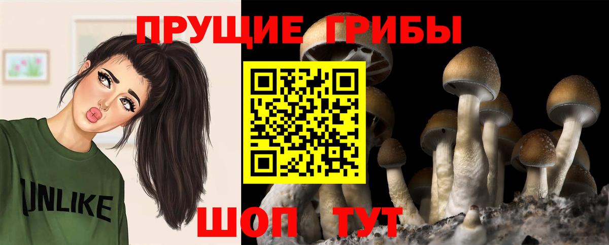 Псилоцибиновые грибы Psilocybine cubensis  Ржев  Галлюциногенные грибы Magic Shrooms 